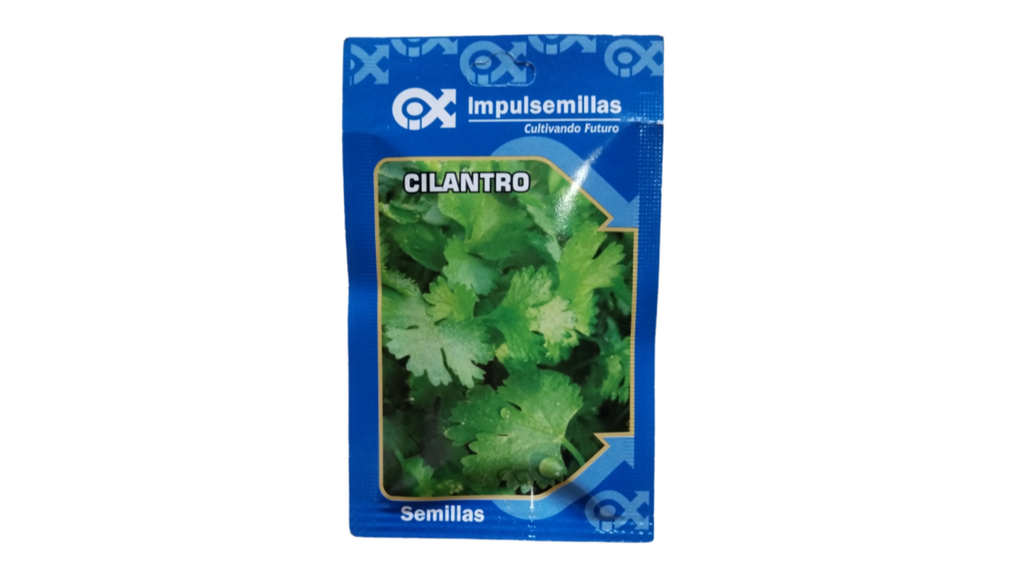 CILANTRO LONG STANDING