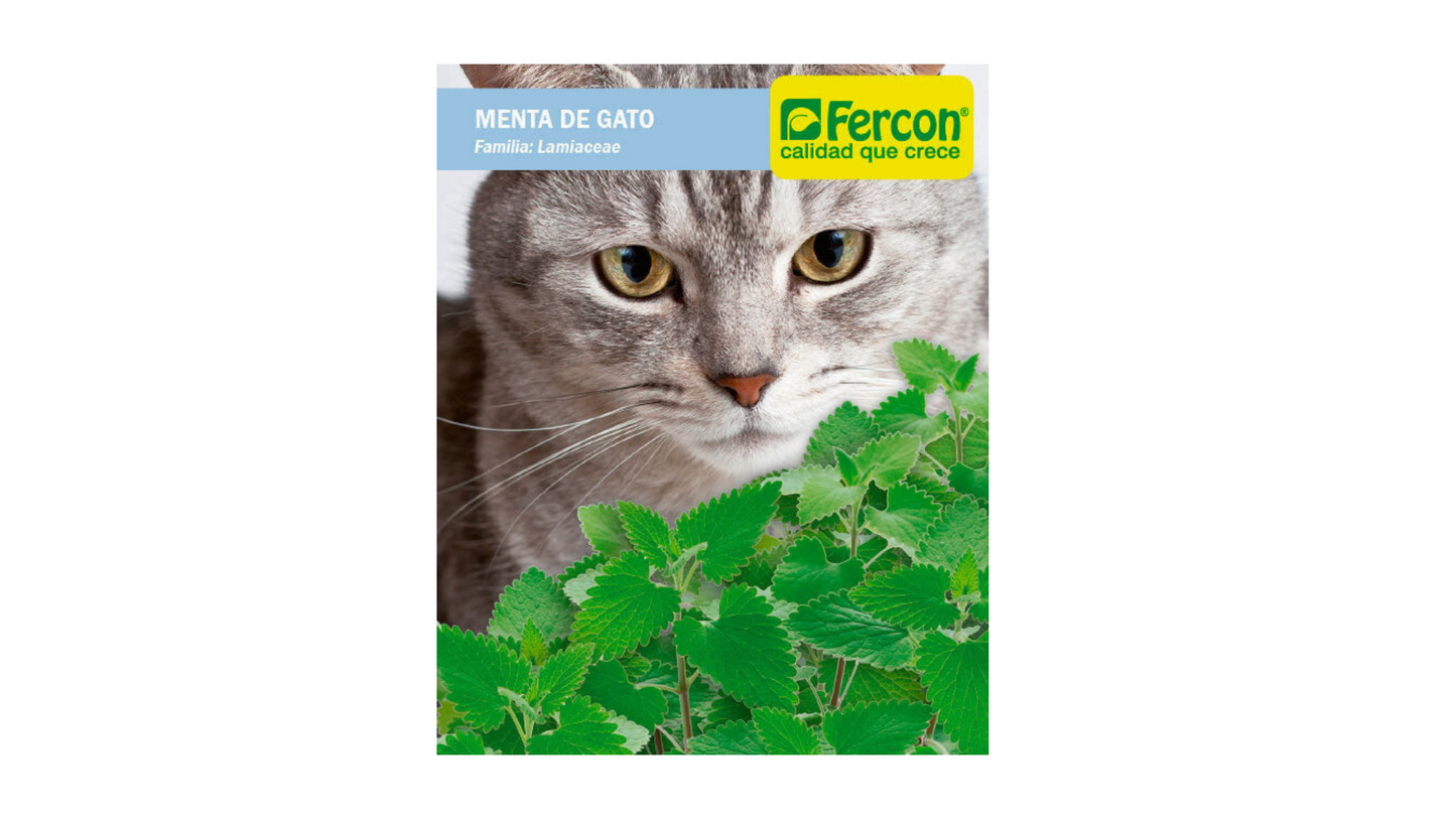 MENTA DE GATO FERCON