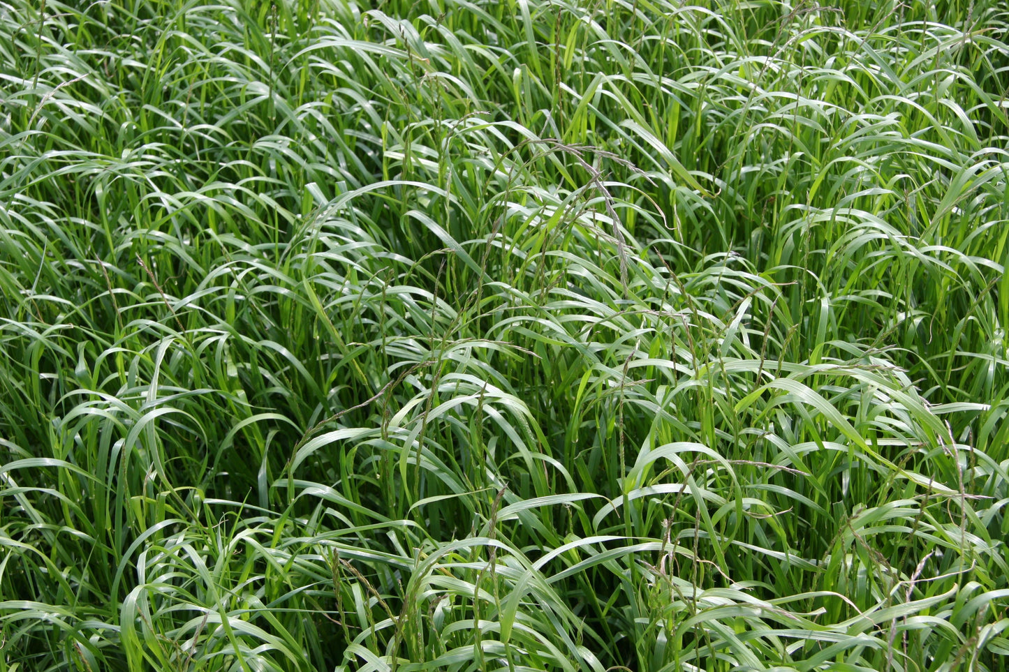 SEMILLA PASTO RYE GRASS ANUAL AUBADE