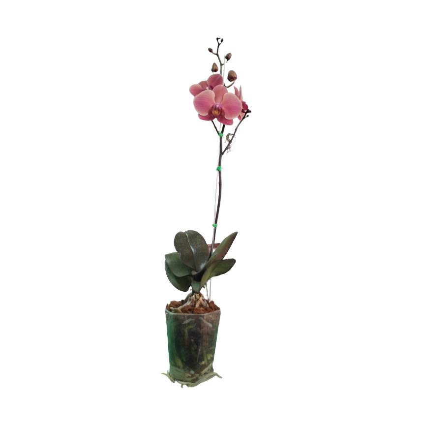 Lachsorchidee (Phalaonepsis) eine Rute