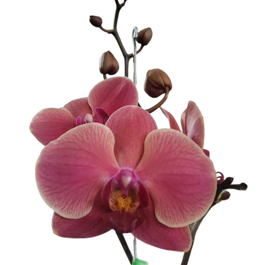 Lachsorchidee (Phalaonepsis) eine Rute