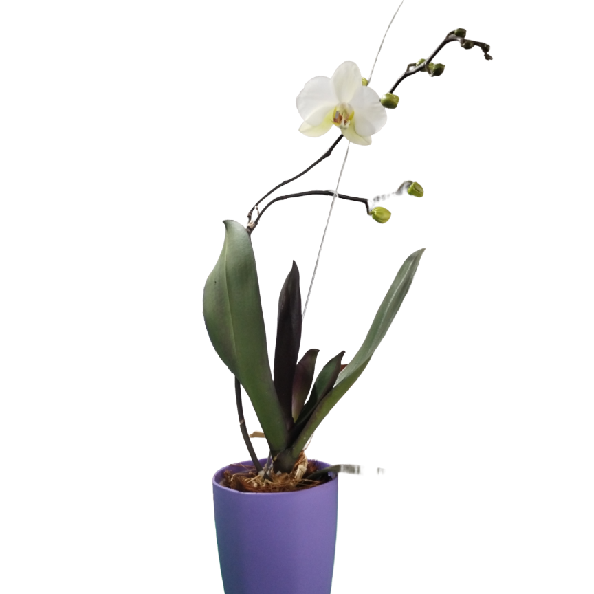 Mondorchidee (Phalaonepsis amabilis) ein Stock