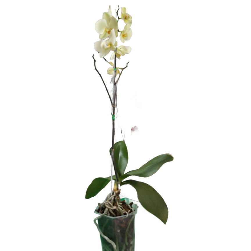 Mondorchidee (Phalaonepsis amabilis) ein Stock