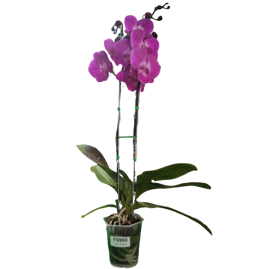 Orquídea (Doritaenopsis) dos varas