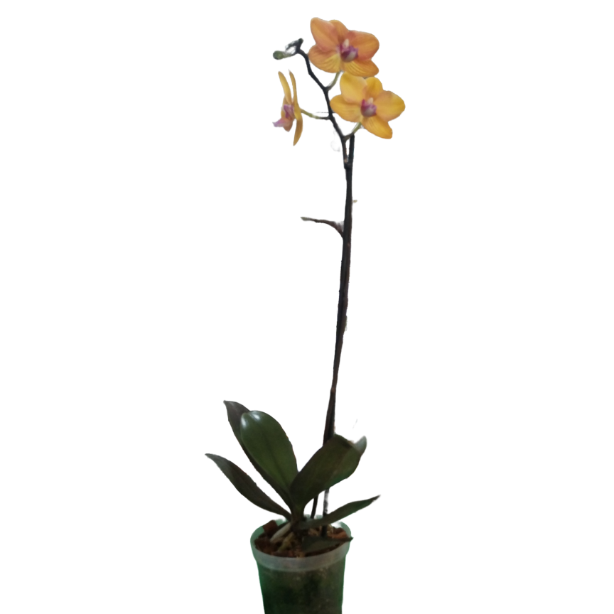Orquídea amarillo brillante (Doritaenopsis) una vara