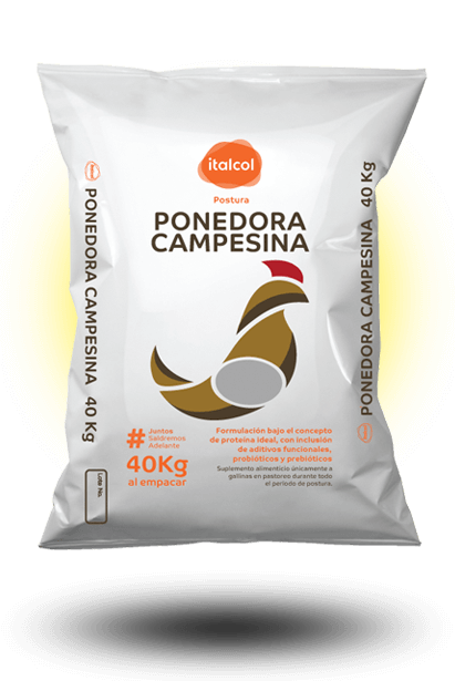 PONEDORA CAMPESINA x 40