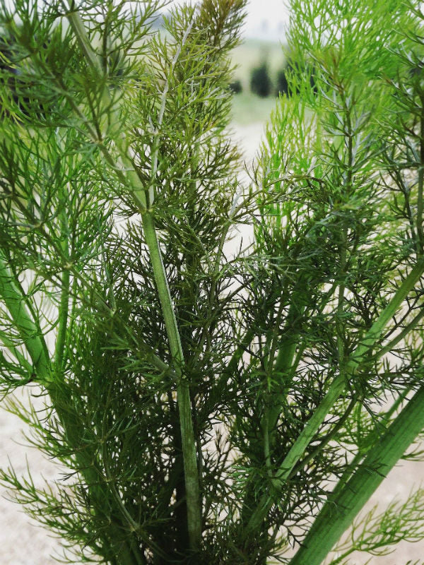 HINOJO SELVÁTICO FIORAL