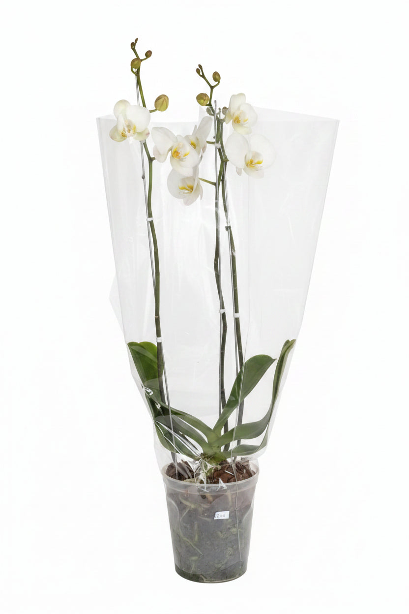 Orquídea grande de dos varas