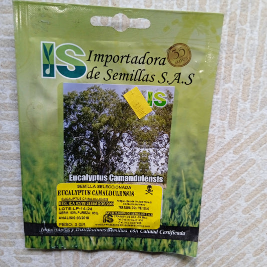 EUCALYPTUS CAMALDULENSIS