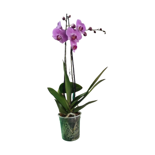 Orquídea morada ( phalaonepsis)