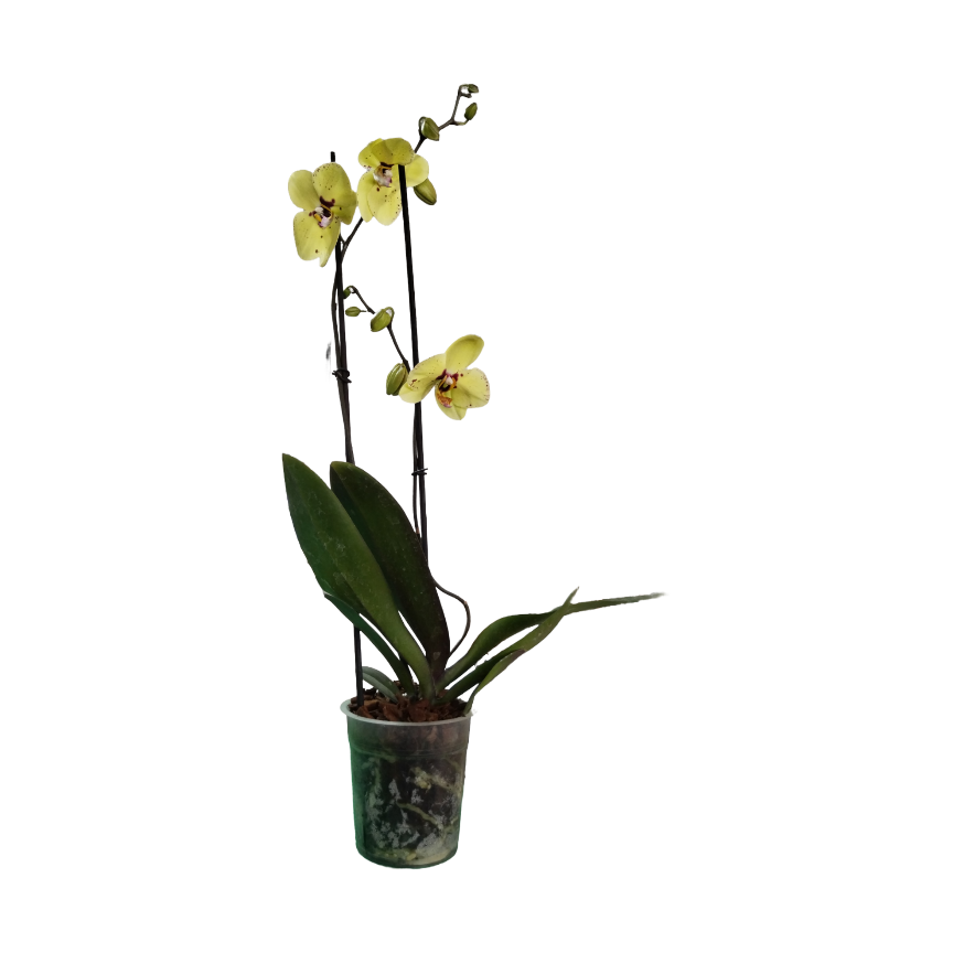 Gelbe Orchidee (Phalaonepsis) zwei Stäbchen