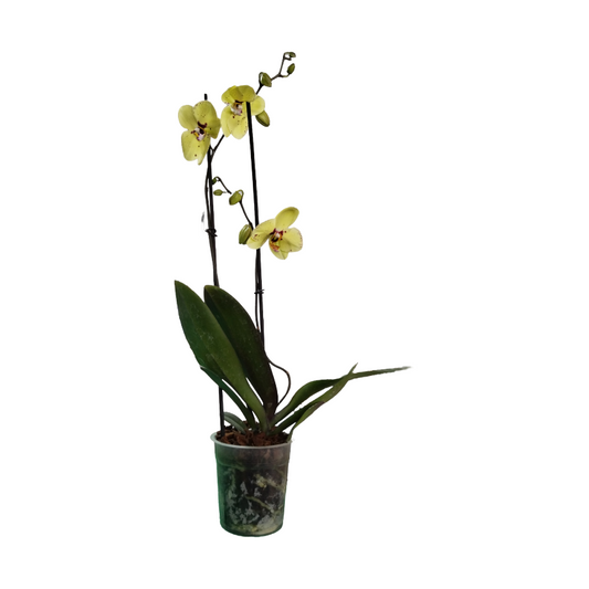 Orquídea Amarilla (Phalaonepsis) dos varas