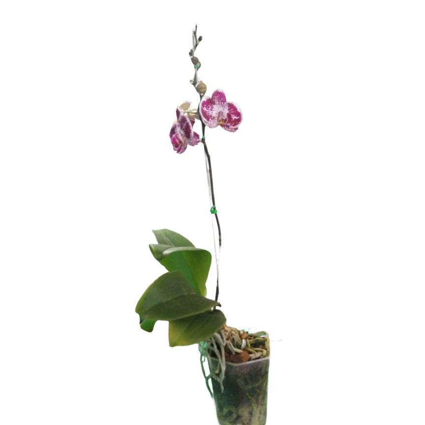 Orquídea Vinotinto (phalaonepsis) una vara