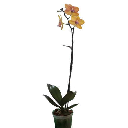 Leuchtend gelbe Orchidee (Doritaenopsis) ein Stock