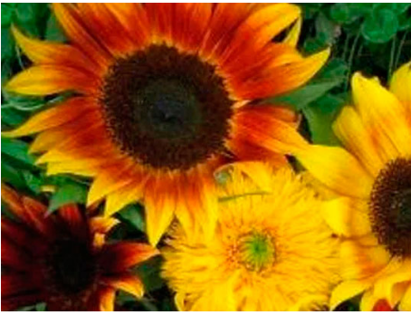 MITTELORANGE SONNENBLUMEN-SB-LAUFLÄDER
