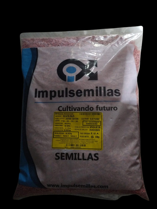 AVENA CAYUSE FORRAJERA