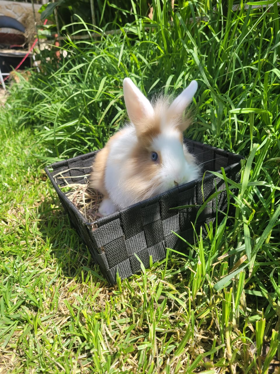 Conejos cabeza de león