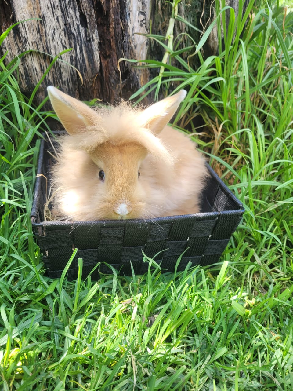 Conejos cabeza de león