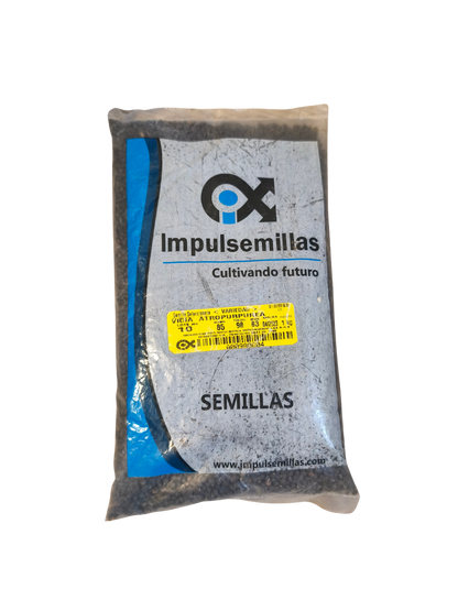 VICIA ATROPURPUREA X KILO