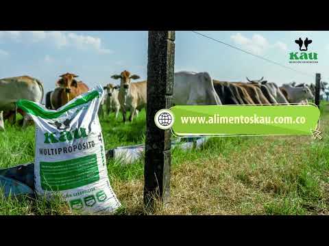 KAU Multipropósito Harina× 40 kilos