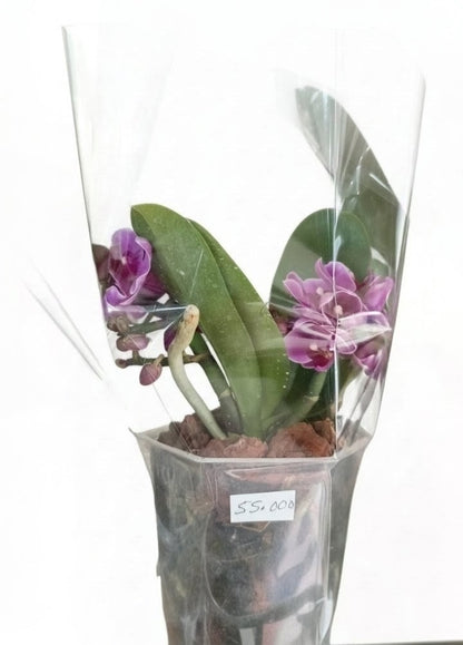 Orquídeas minis de dos varas