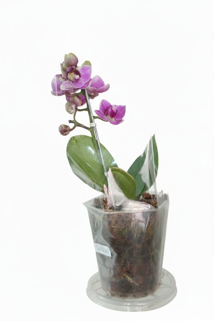 Orquídea mini de una vara