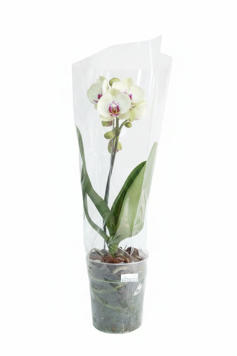 Orquídea mediana de una vara