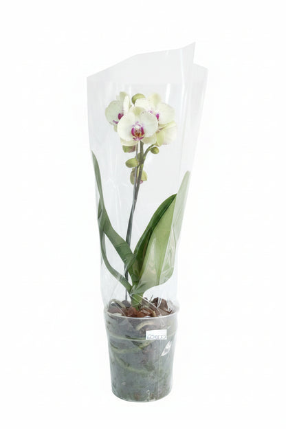 Orquídea mediana de una vara