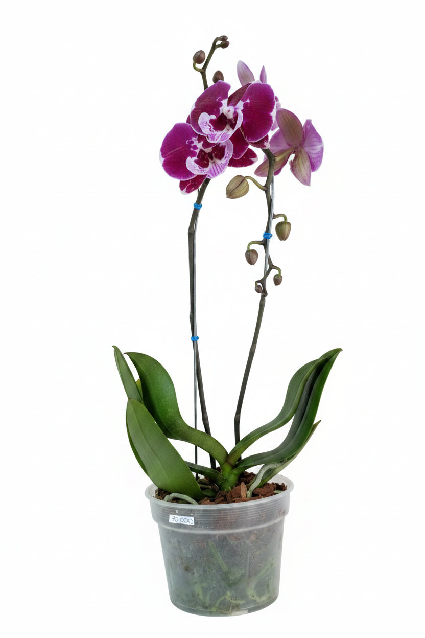 Orquídea grande de una vara