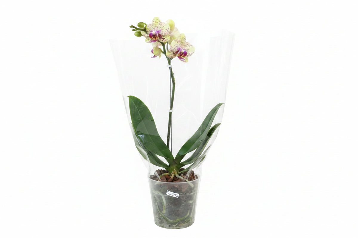 Orquídea mediana de una vara