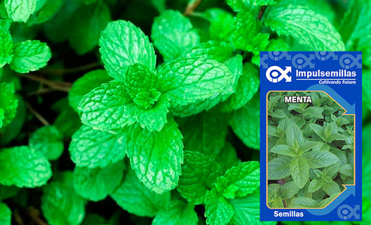 MENTA 0.2 GR