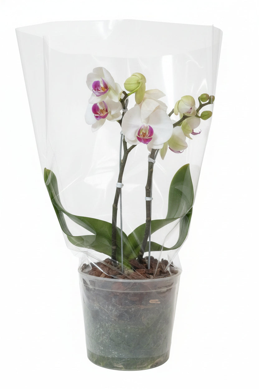 Orquídea grande de dos varas