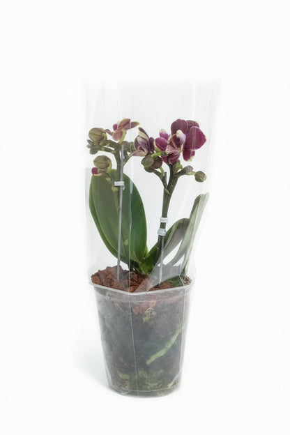 Orquídeas minis de dos varas