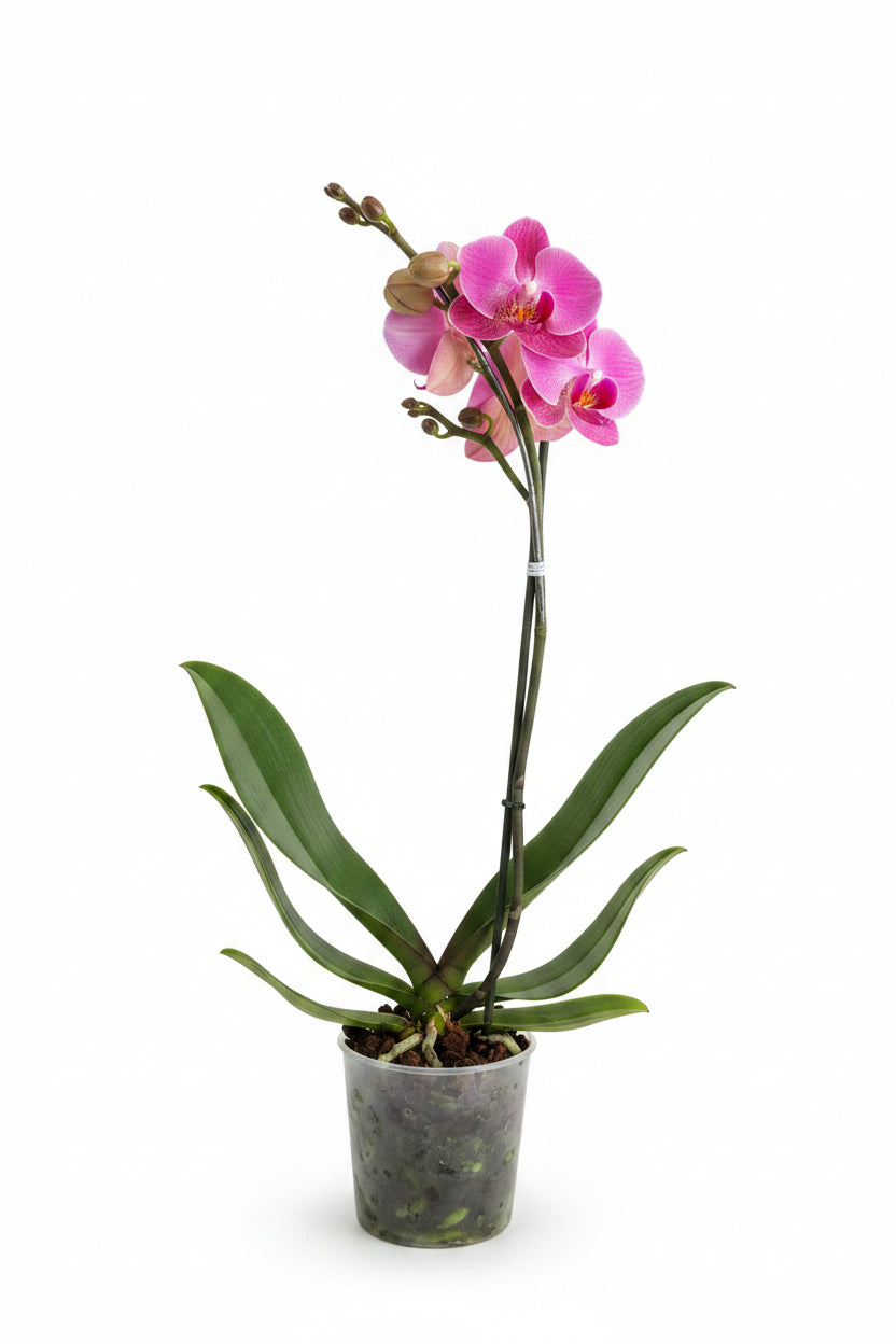Orquídea mediana de una vara