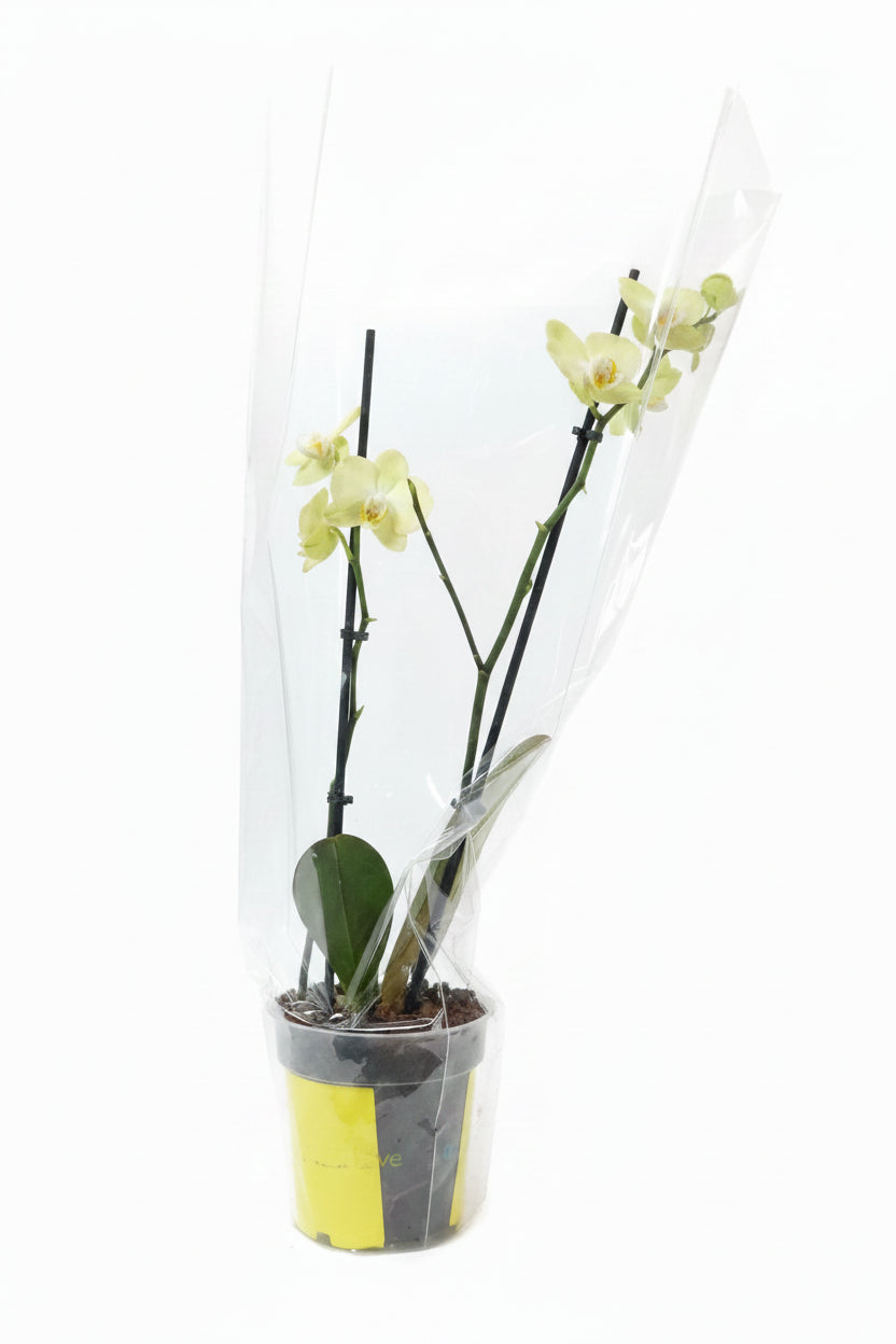 Orquídea mediana amarilla de dos varas
