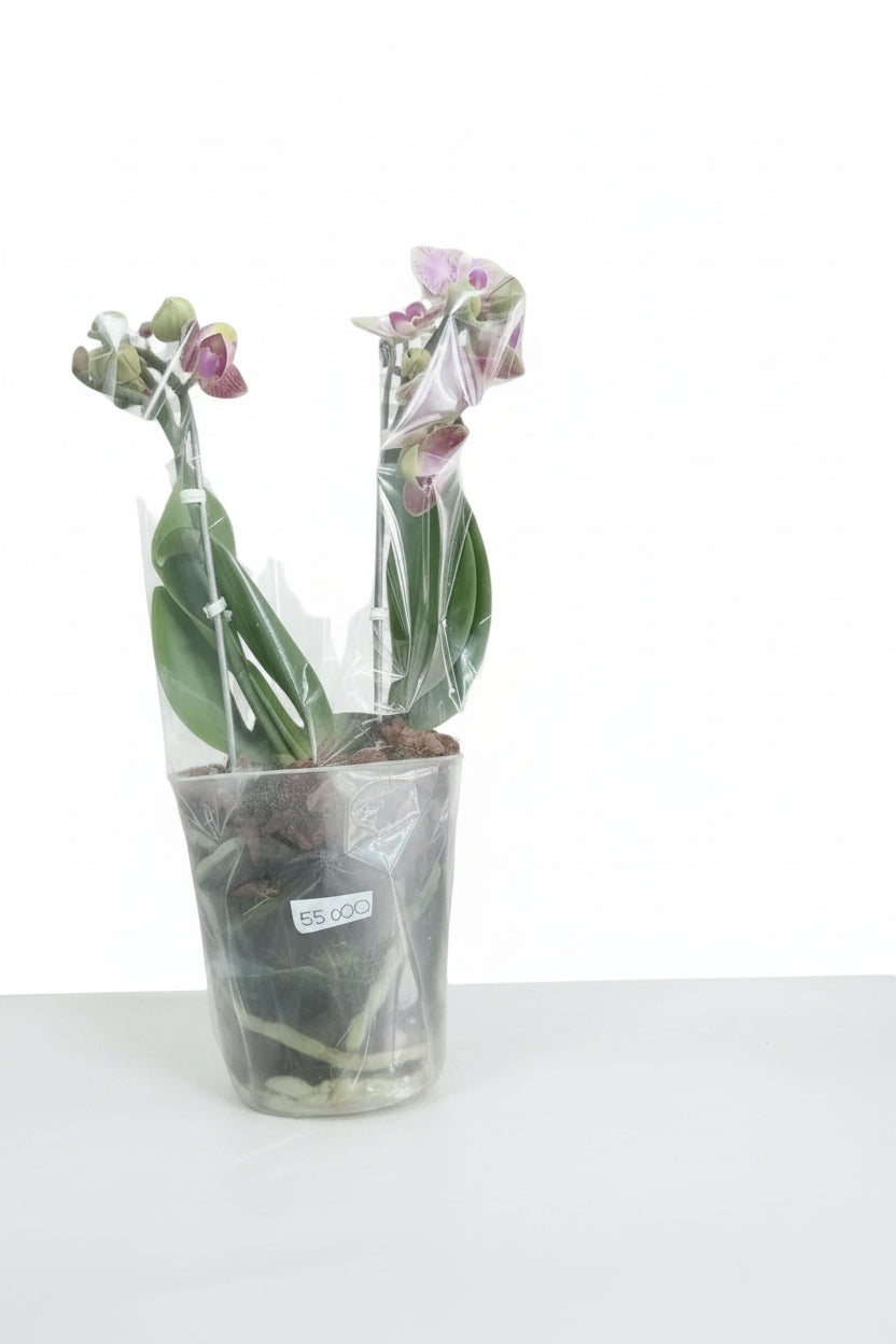 Orquídeas minis de dos varas