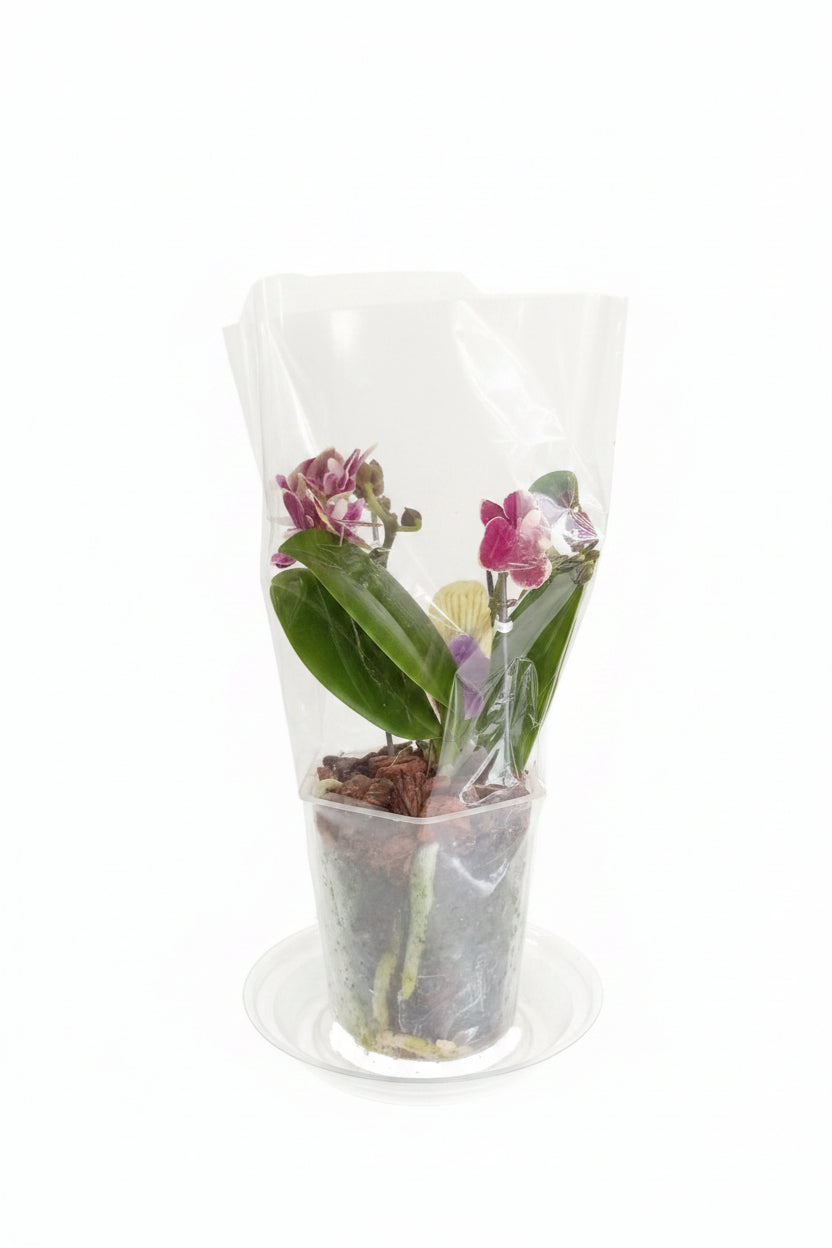 Orquídeas minis de dos varas
