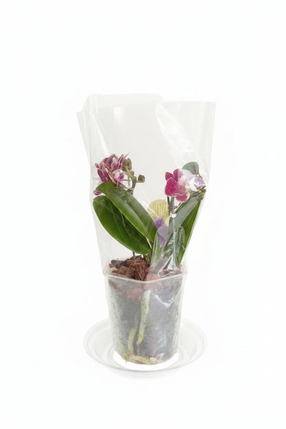Orquídeas minis de dos varas